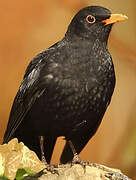 Common Blackbird