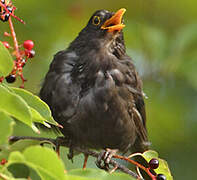 Common Blackbird