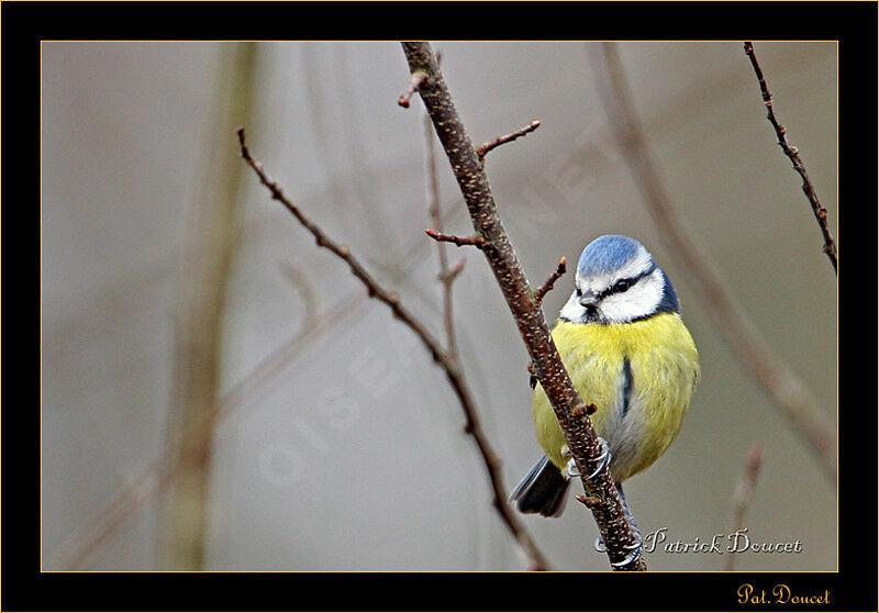 Eurasian Blue Tit