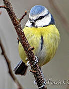 Eurasian Blue Tit