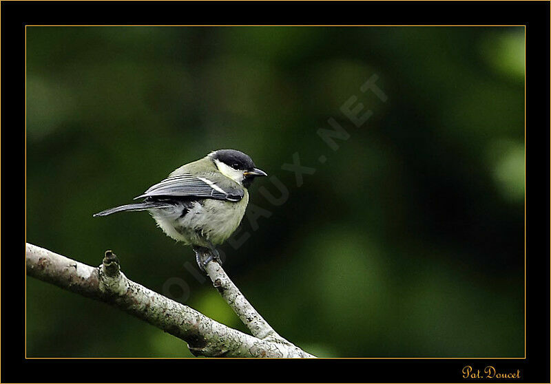 Great Tit