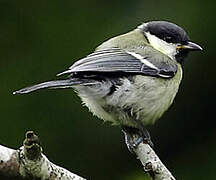 Mésange charbonnière