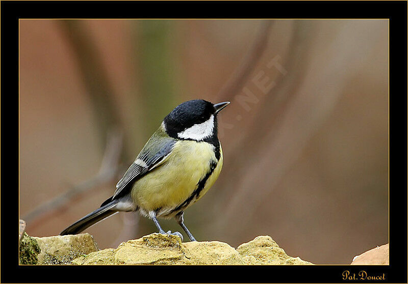 Great Tit