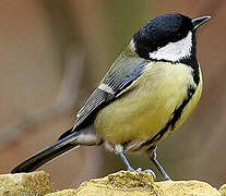 Great Tit