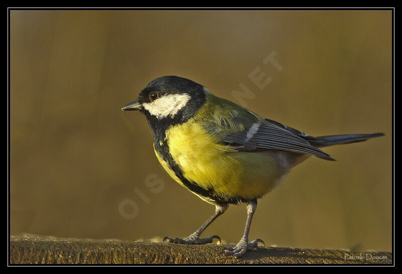 Great Tit