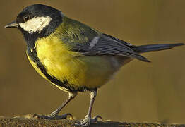 Mésange charbonnière