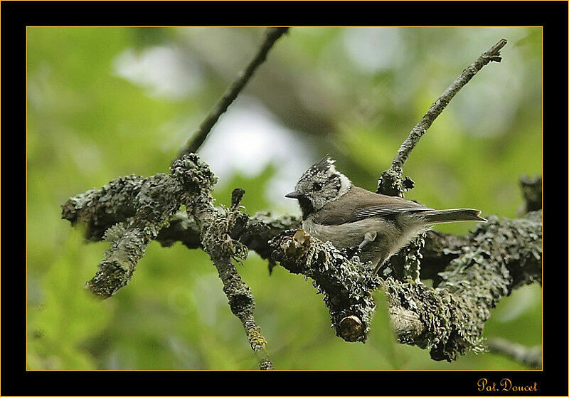 Mésange huppée