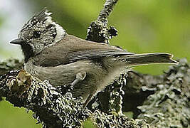 European Crested Tit