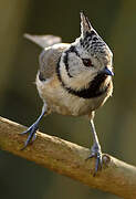 European Crested Tit