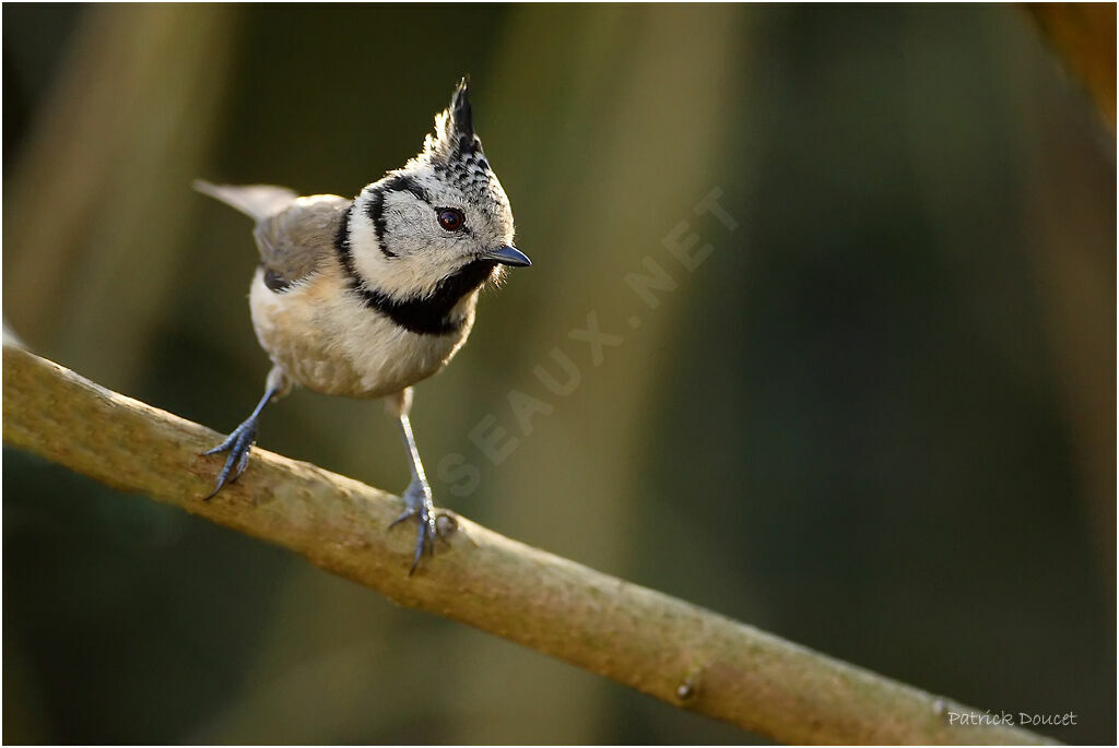 Mésange huppée