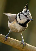 European Crested Tit