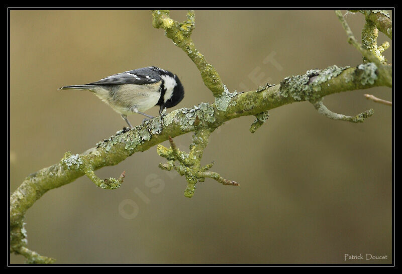 Coal Tit