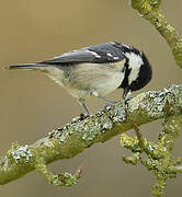 Coal Tit