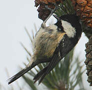 Coal Tit