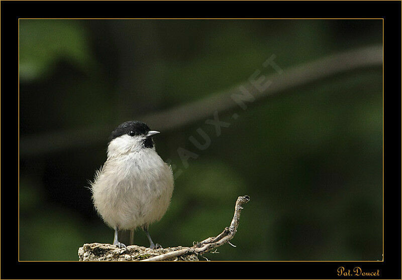 Marsh Tit