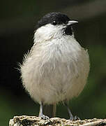 Marsh Tit