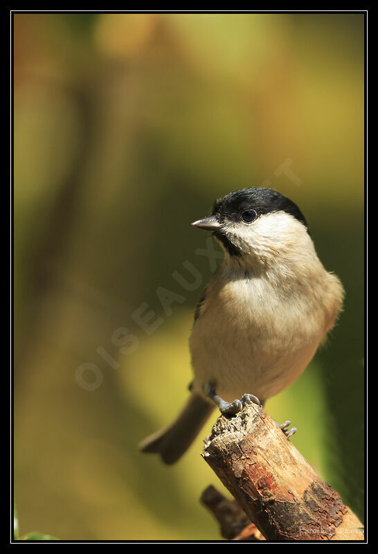 Marsh Tit