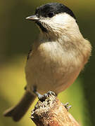 Marsh Tit