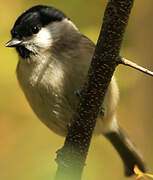 Marsh Tit