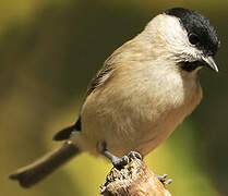 Marsh Tit