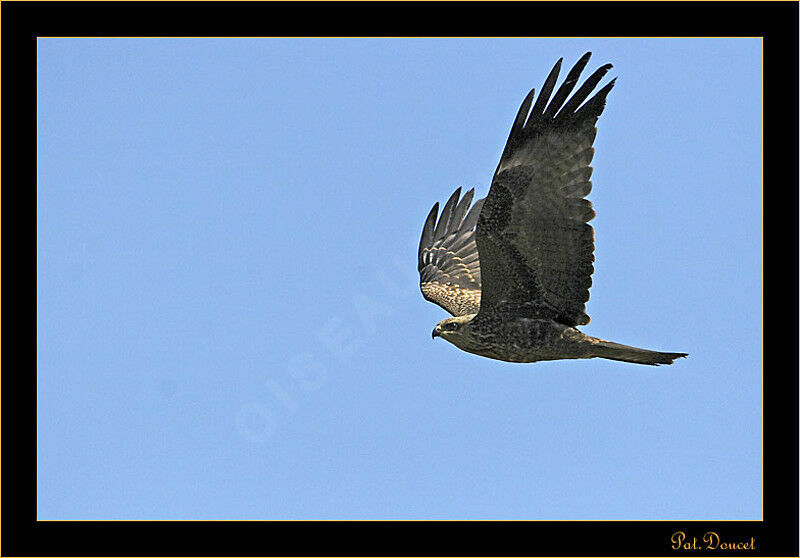 Black Kite