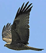 Black Kite