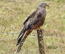 Red Kite