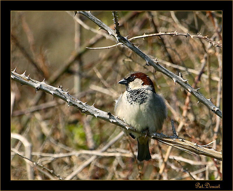 House Sparrow