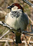 House Sparrow