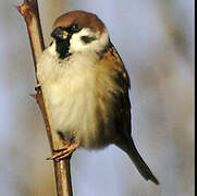 Eurasian Tree Sparrow