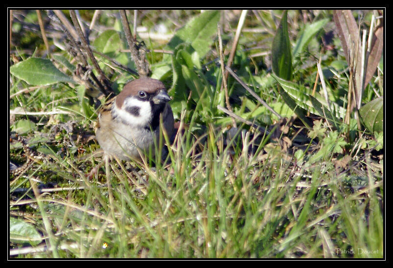 Eurasian Tree Sparrow