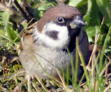 Eurasian Tree Sparrow