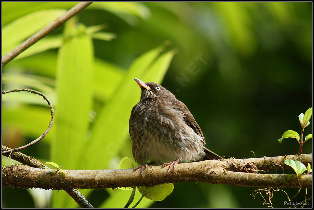 Pearly-eyed Thrasher