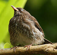 Pearly-eyed Thrasher