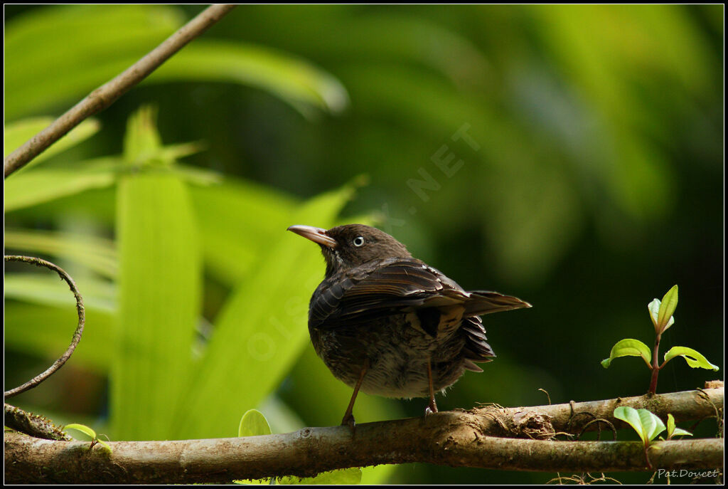 Pearly-eyed Thrasher