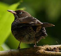 Pearly-eyed Thrasher