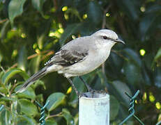 Tropical Mockingbird