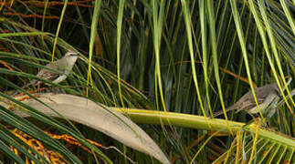 Tropical Mockingbird