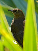 Scaly-breasted Thrasher