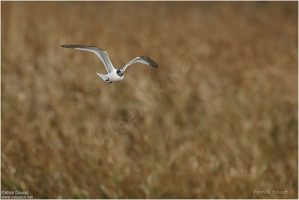 Mouette de Sabineadulte transition, Vol