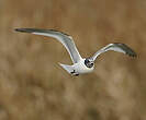 Mouette de Sabine