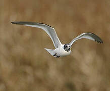 Mouette de Sabine