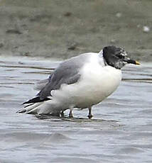 Mouette de Sabine