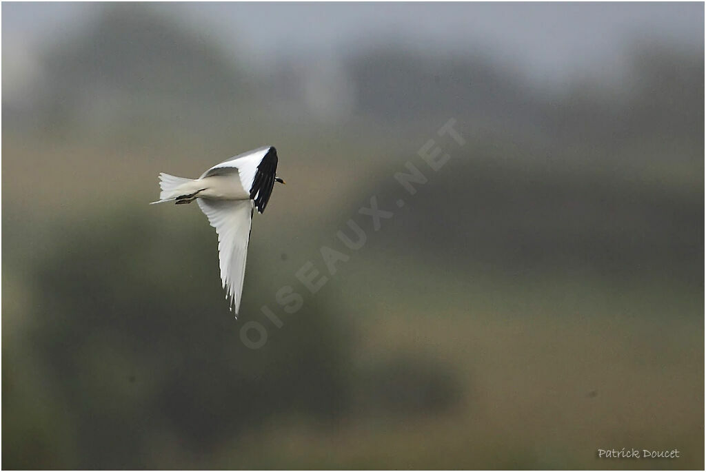 Mouette de Sabine