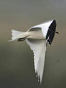 Mouette de Sabine