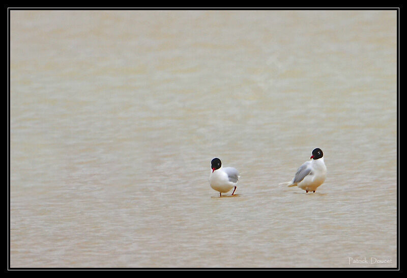 Mouette mélanocéphale