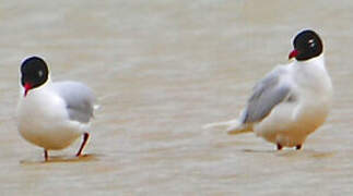 Mediterranean Gull