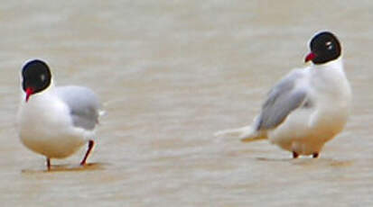 Mouette mélanocéphale