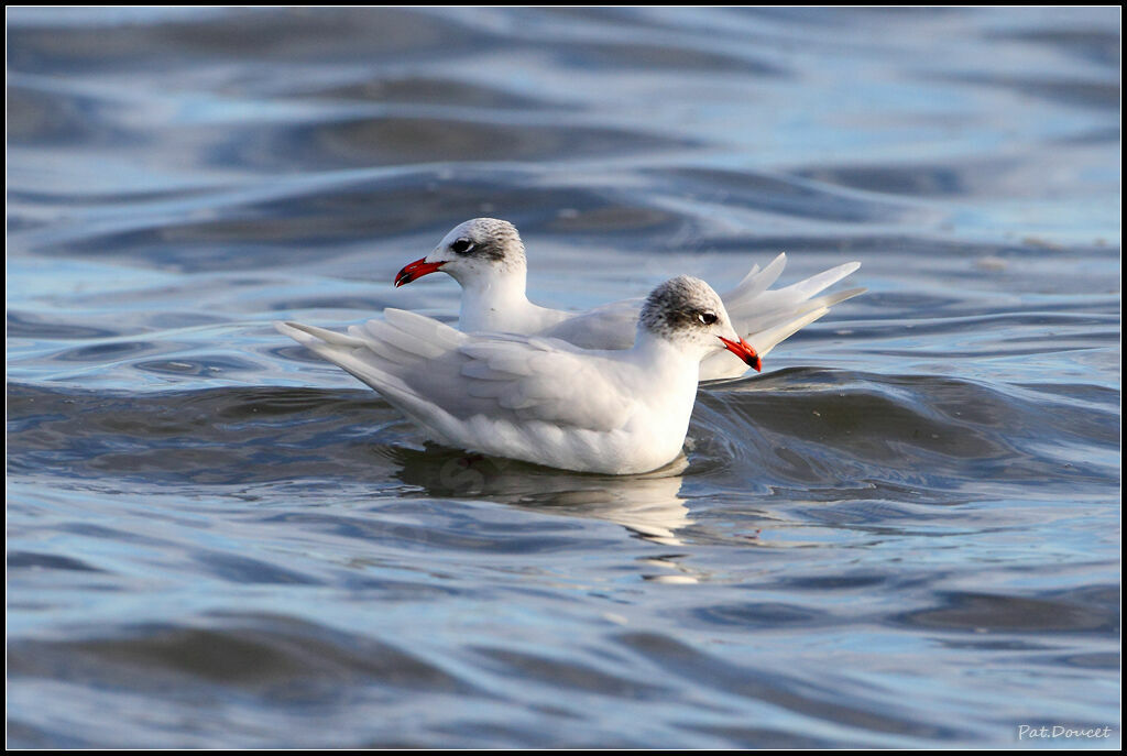 Mouette mélanocéphale