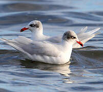 Mouette mélanocéphale